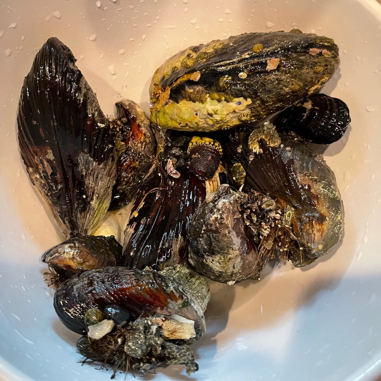 ムール貝 カメノテ アオサ アメリカ西海岸で豊富な海産物を採取 採集 ハンティング Be Pal キャンプ アウトドア 自然派生活の情報源ビーパル