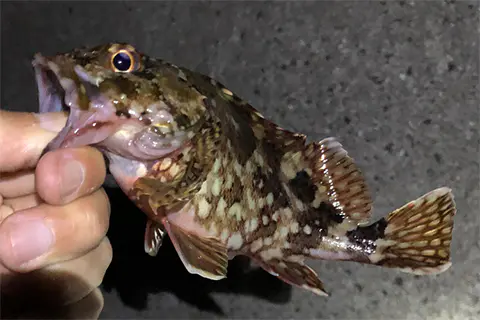 秋の夜長に初心者も楽しめる お手軽ライトタックルで夜釣りを楽しむ方法 海 川 カヌー 釣り Be Pal キャンプ アウトドア 自然派生活の情報源ビーパル 秋の夜長に初心者も楽しめる お手軽ライトタックルで夜釣りを楽しむ方法 海 川 カヌー 釣り Be Pal キャンプ アウトドア 自然派生活の情報源ビーパル