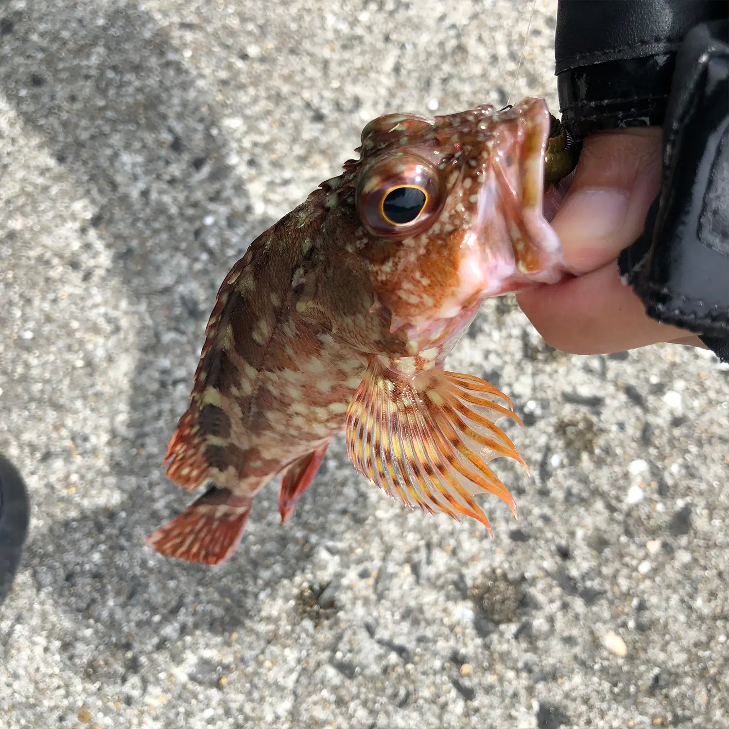 針を垂らすだけの簡単な釣り 初心者におすすめなブラクリを使った ヘチ釣り とは 海 川 カヌー 釣り Be Pal キャンプ アウトドア 自然派生活の情報源ビーパル