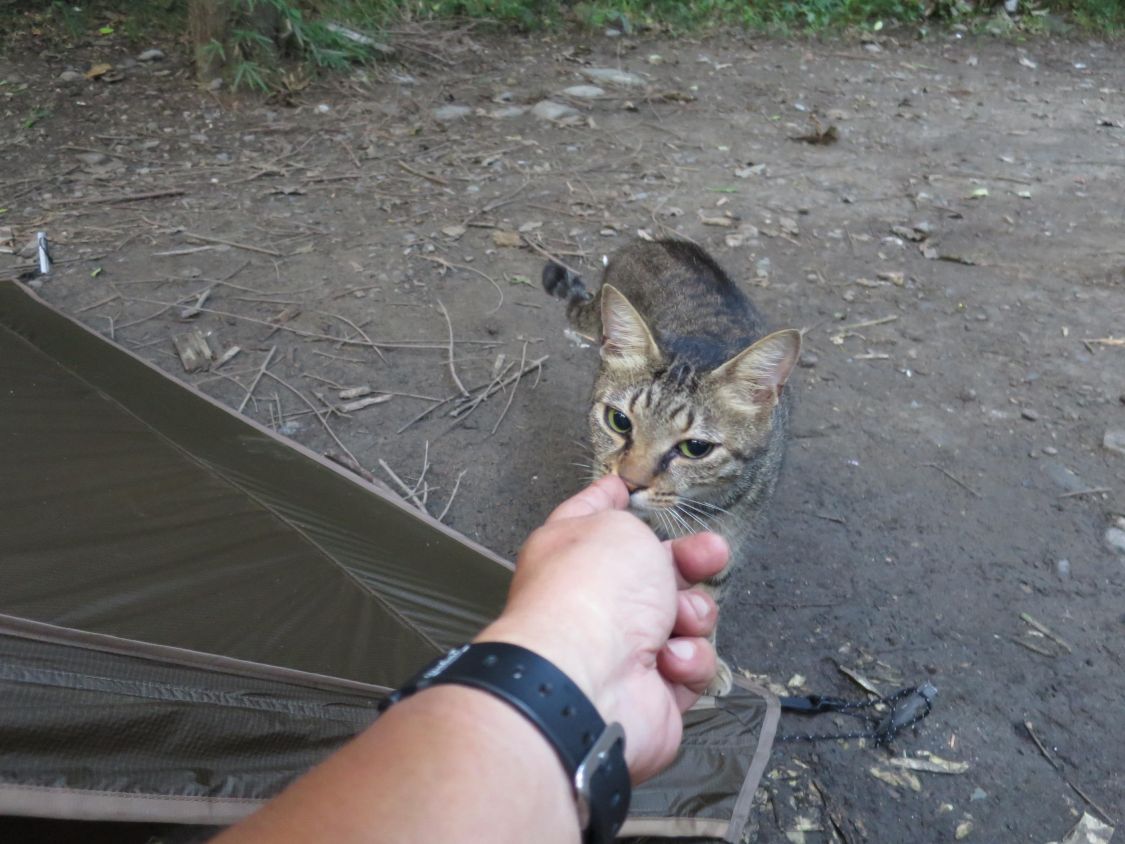 キャンプ場の猫［読者投稿記事］