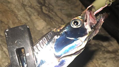 初心者も釣れるおいしい魚！ルアーを使った「タチウオ釣り」の魅力とコツを解説！