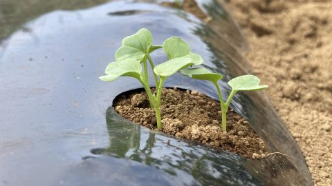 いい大根は間引きで決まる!?〜大根栽培の極意は深かった