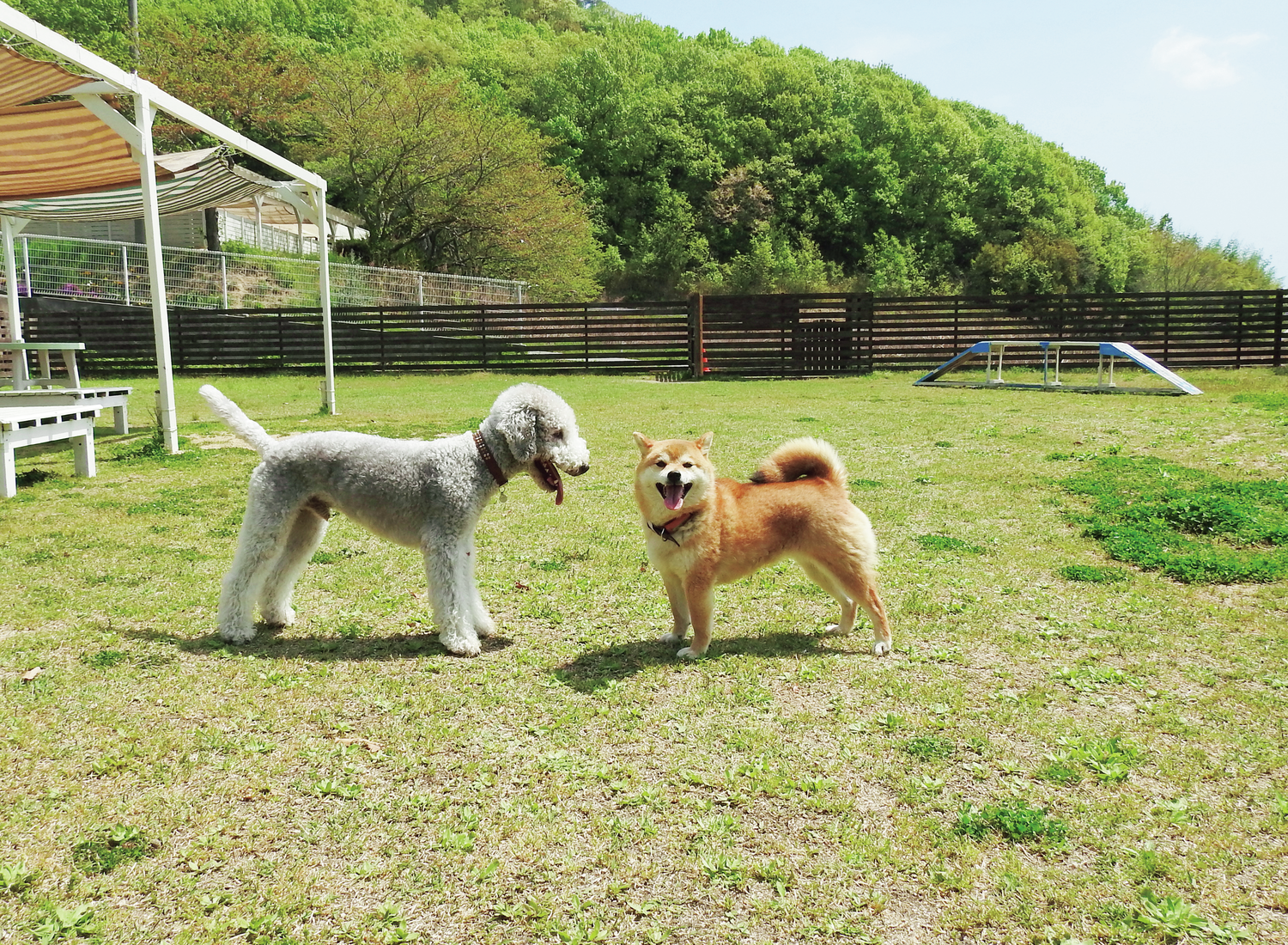 プードルと柴犬