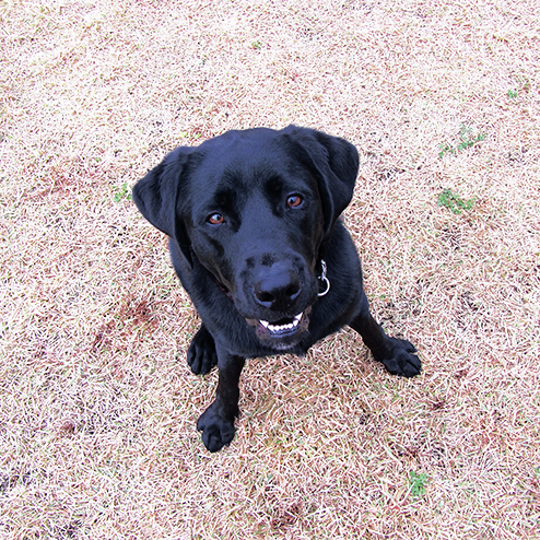 黒いラブラドール犬