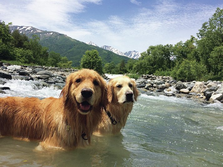 川に浸かって立っている犬2頭