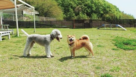 犬連れにやさしいキャンプ場３選