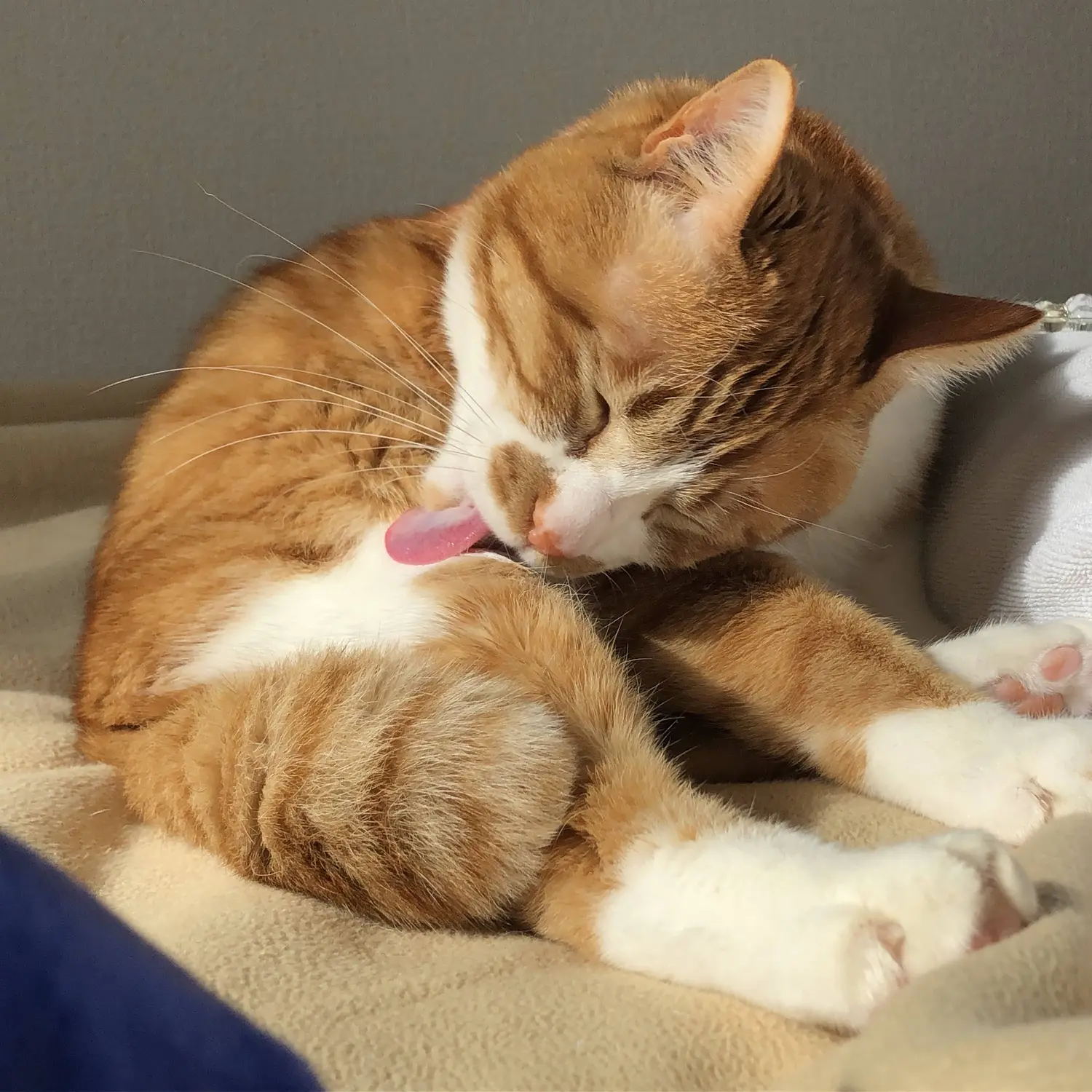 愛猫とキャンプを楽しんだ後は ゾイックnキャッツトリートメントインシャンプー で猫シャンを ペット 犬 猫 Be Pal キャンプ アウトドア 自然派生活の情報源ビーパル 愛猫とキャンプを楽しんだ後は ゾイックnキャッツトリートメントインシャンプー で猫シャンを ペット 犬 猫 Be Pal キャンプ アウトドア 自然派生活の情報源ビーパル