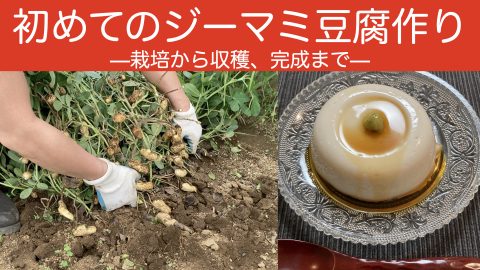 沖縄の風が吹く！収穫した落花生でジーマミ豆腐を作ってみたら激うまだった。【動画あり】