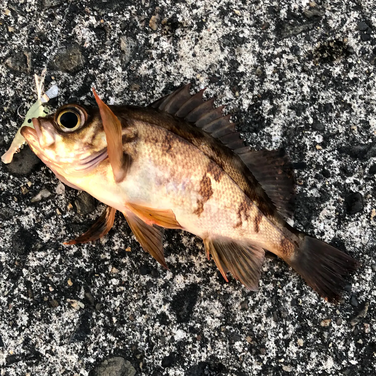 冬の釣りシーズン開幕 初心者でも釣れる メバル をライトゲームで狙ってみた結果 海 川 カヌー 釣り Be Pal キャンプ アウトドア 自然派生活の情報源ビーパル