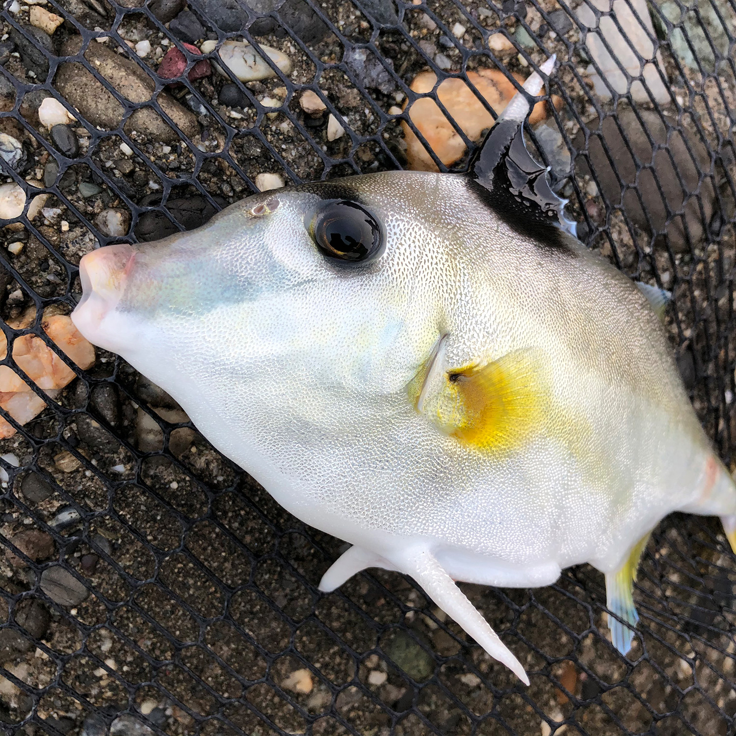 パワーイソメで釣れた、ギマ（ハギの仲間）という魚です。