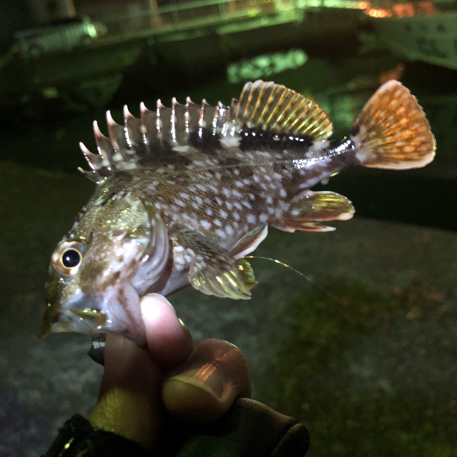 釣りあげたガシラ（カサゴ）