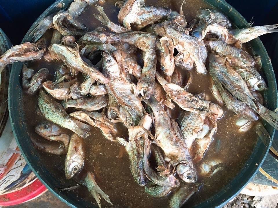 ラオスの市場で売られている淡水魚