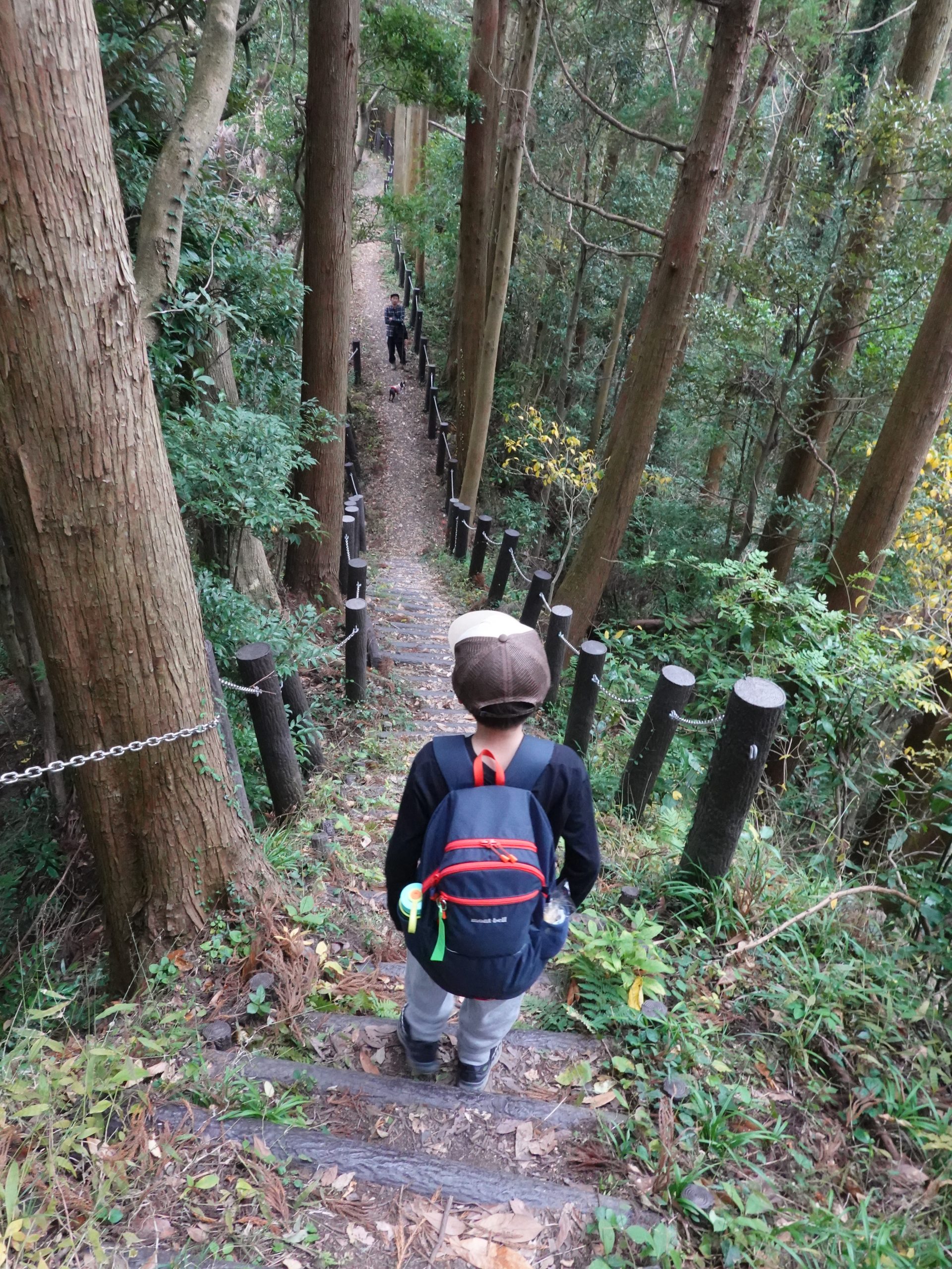 杉林の急な階段