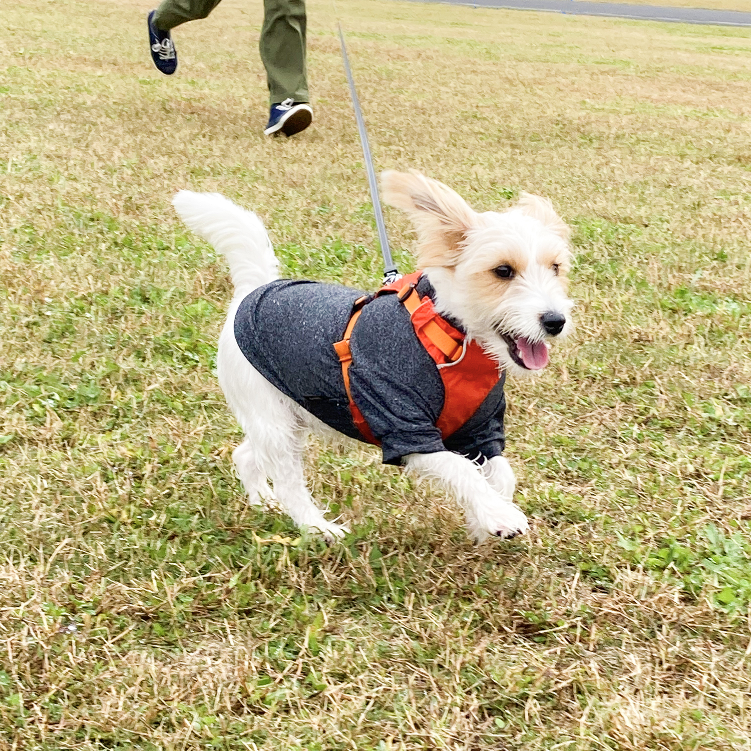 ラフウェアを着用した犬