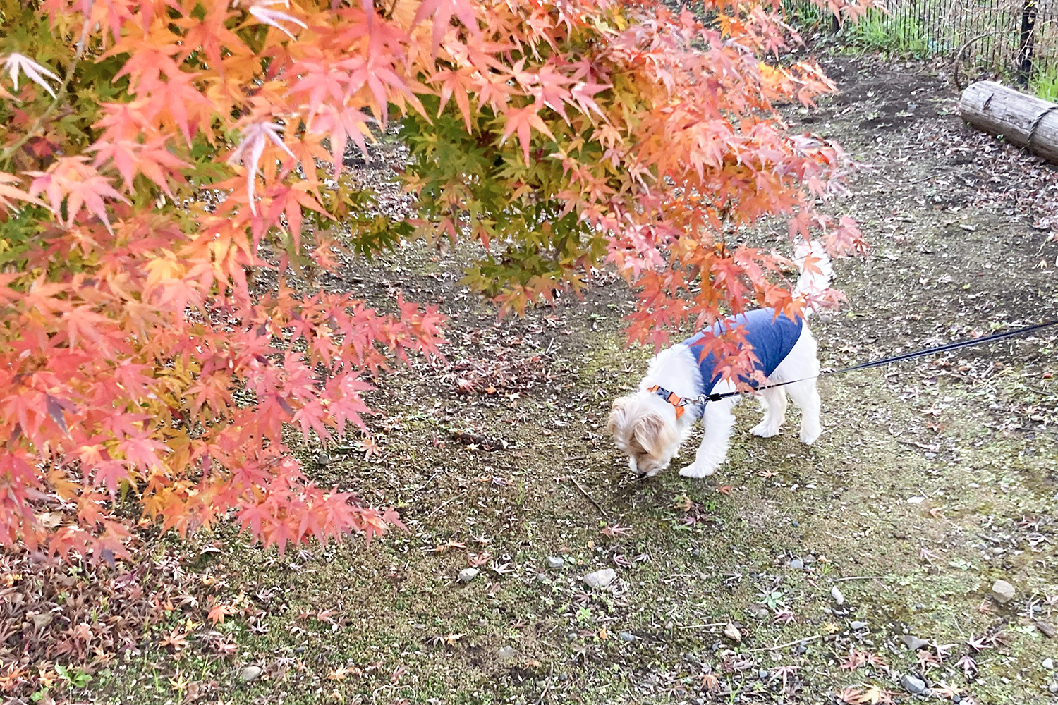 赤い紅葉の下にいるラフウェアを着用した犬