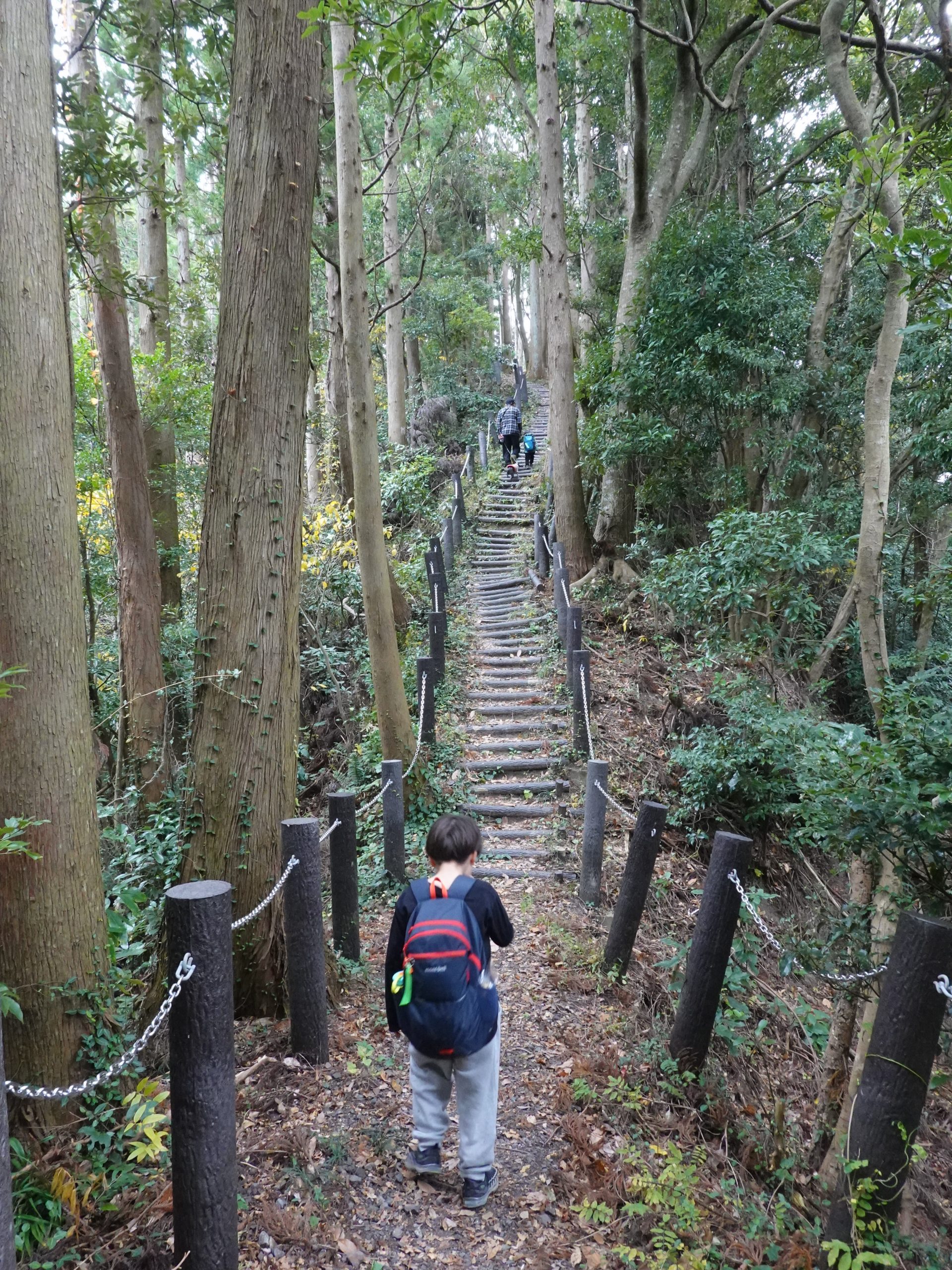 杉林の階段を下から見る