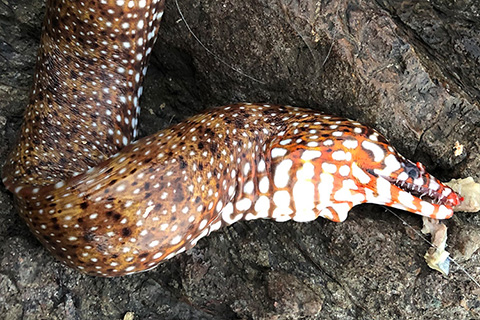 サバで大物釣り！私が磯で釣った、超狂暴そうなあの魚とは…!?