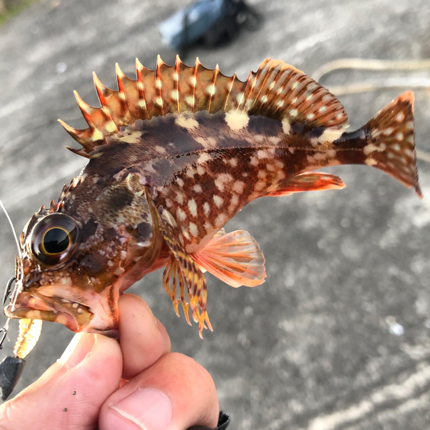 釣り上げたガシラ（カサゴ）。