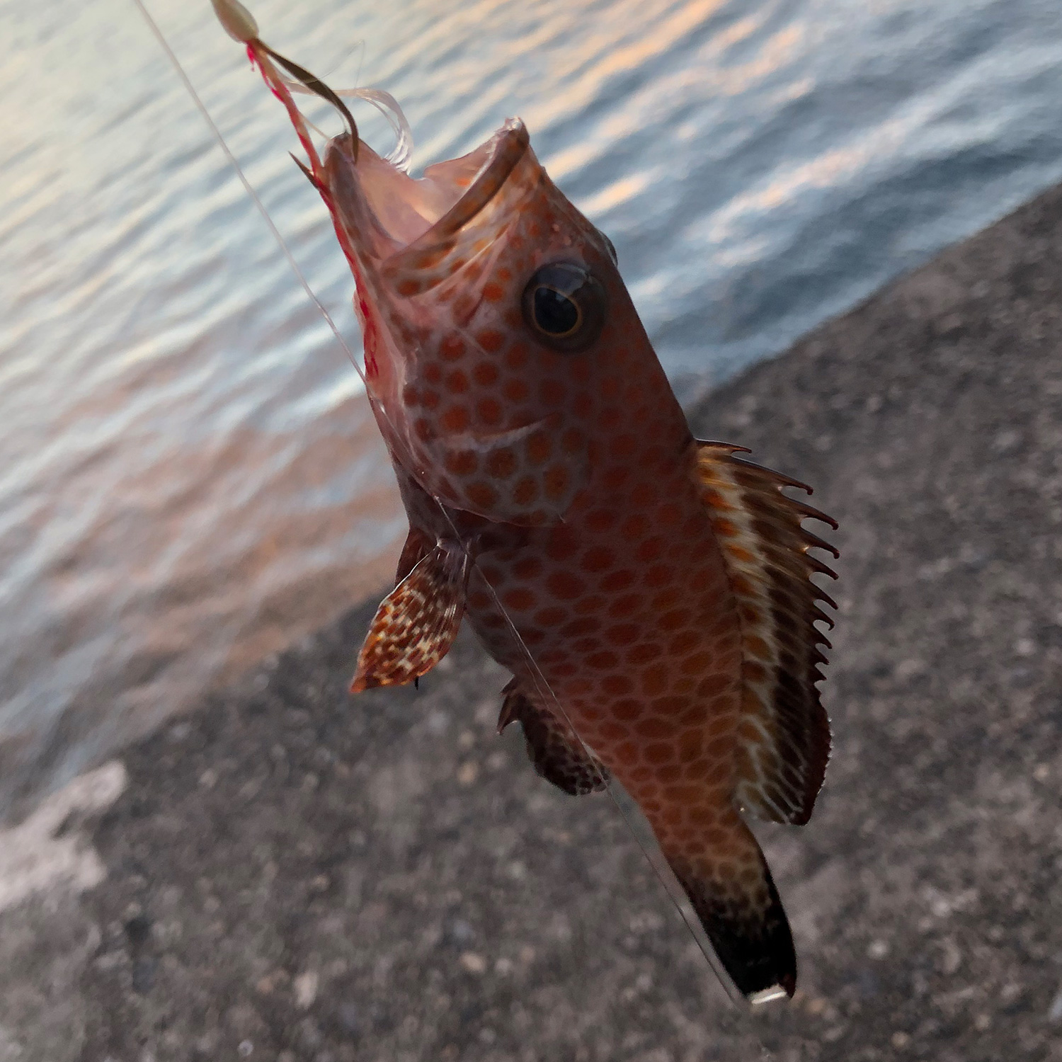 釣り上げたオオモンハタ。