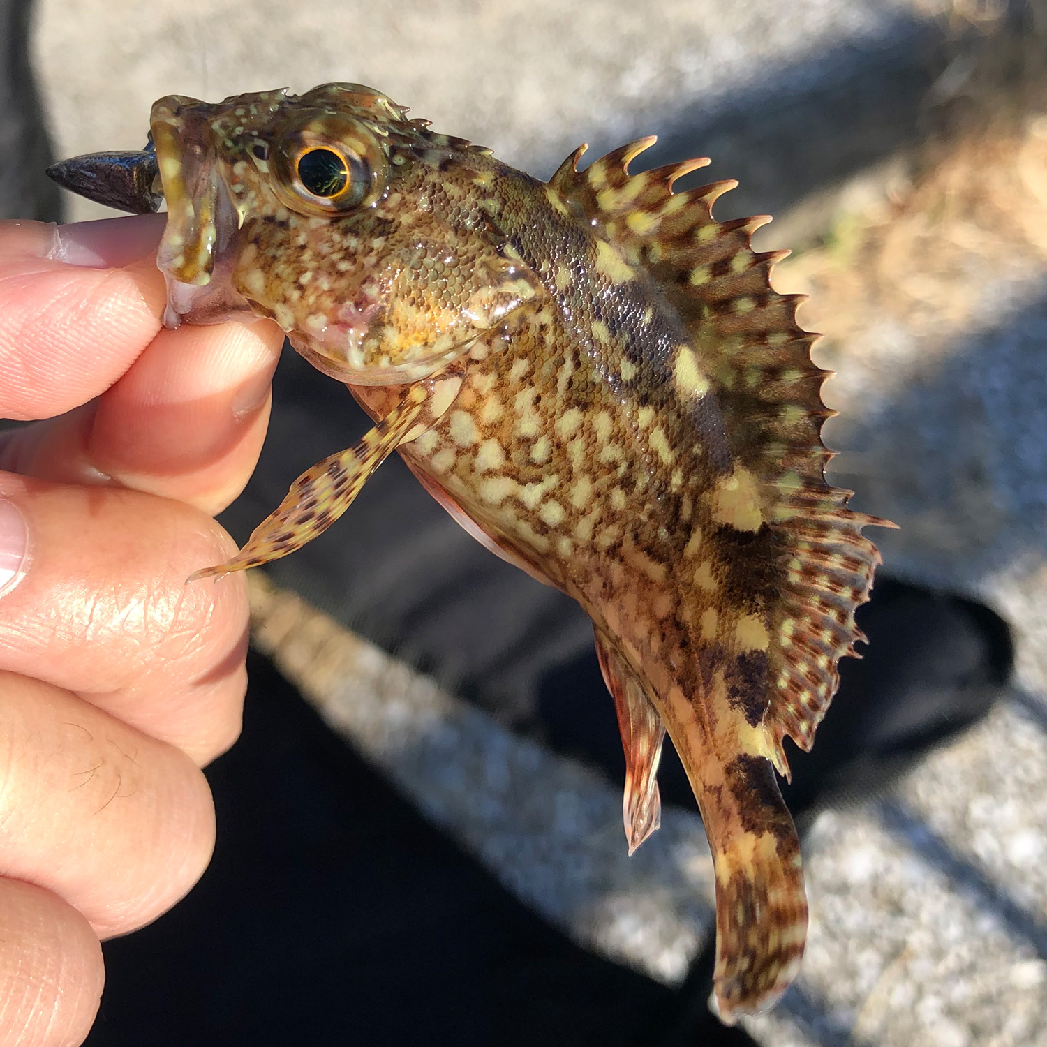 釣り上げた魚。