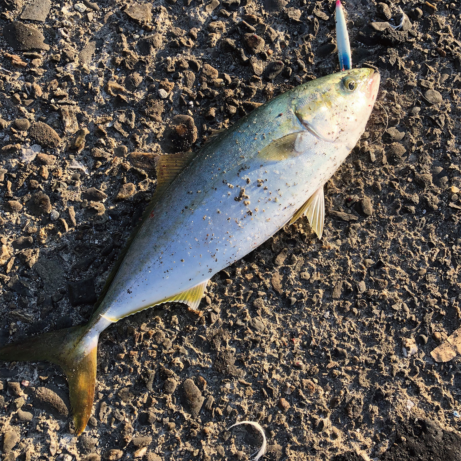 ルアーで釣り上げたハマチ。