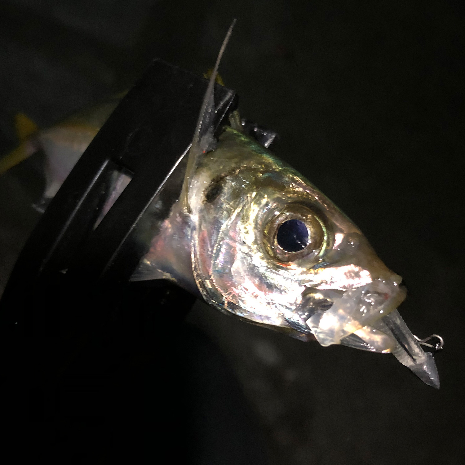 釣り上げた魚。