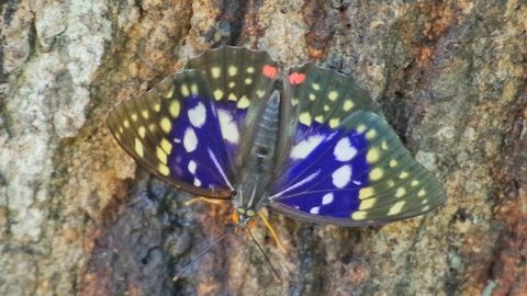 国蝶オオムラサキの冬の様子を身近な雑木林で調査！