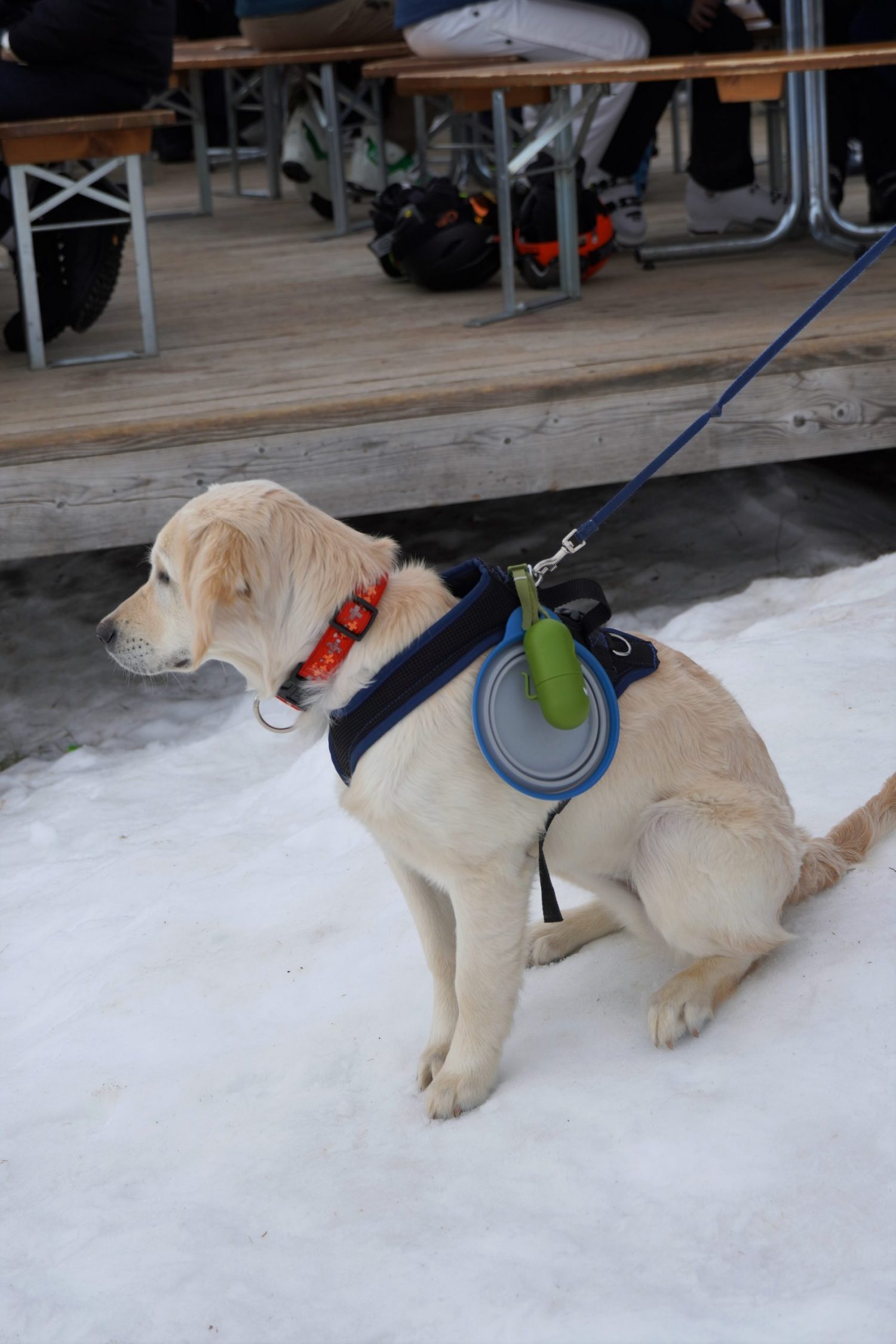 自分で水受けを運ぶ犬