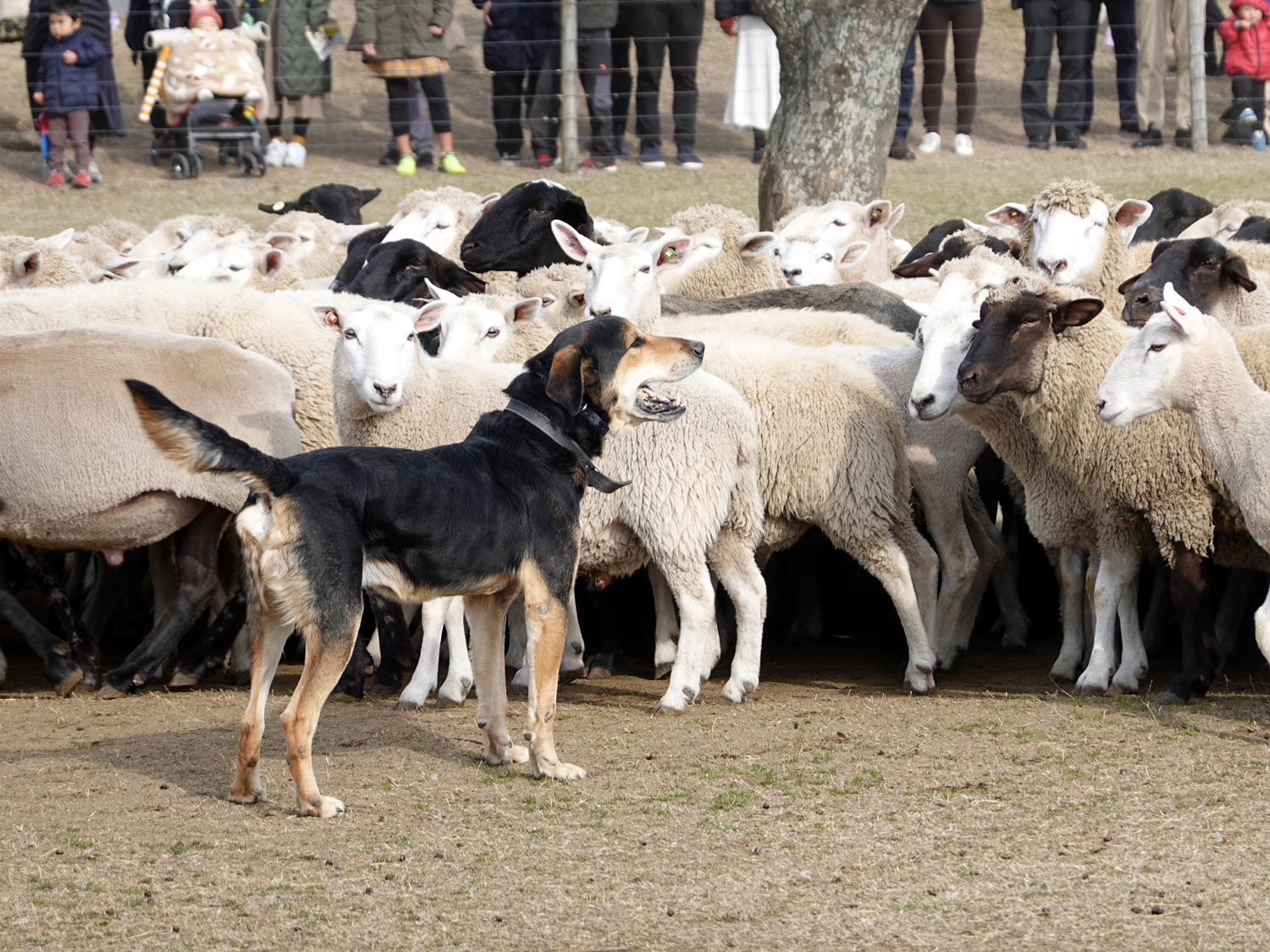 「ひつじの大行進」で見られる牧羊犬と羊飼い