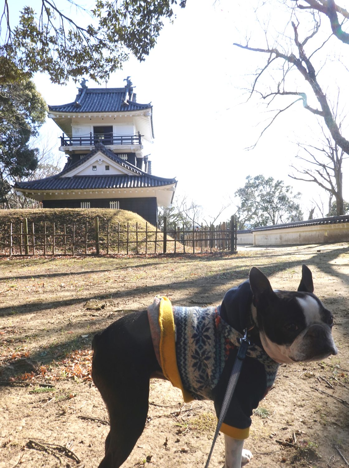 城の基礎でくつろぐ愛犬