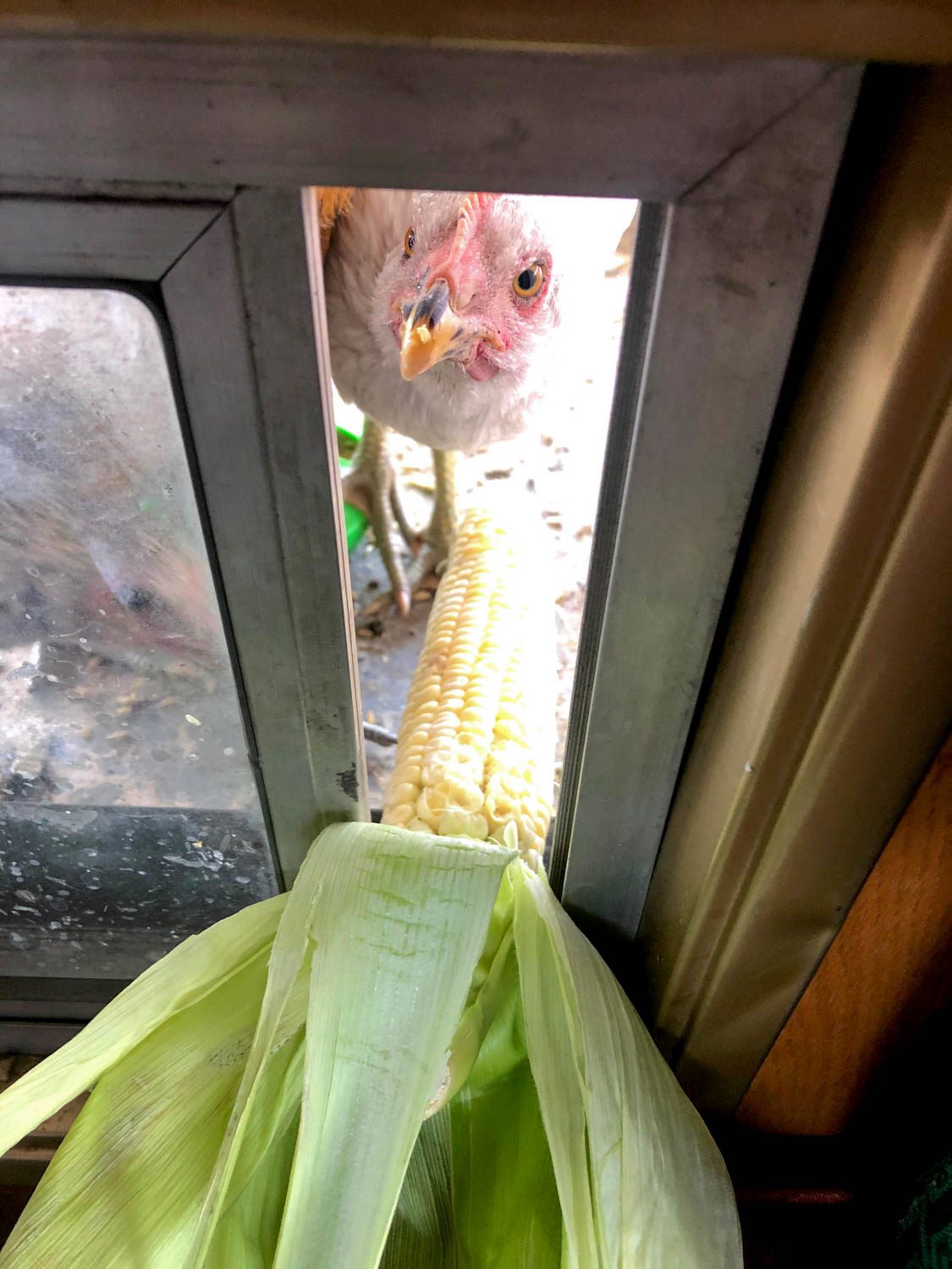 窓からのぞく鶏