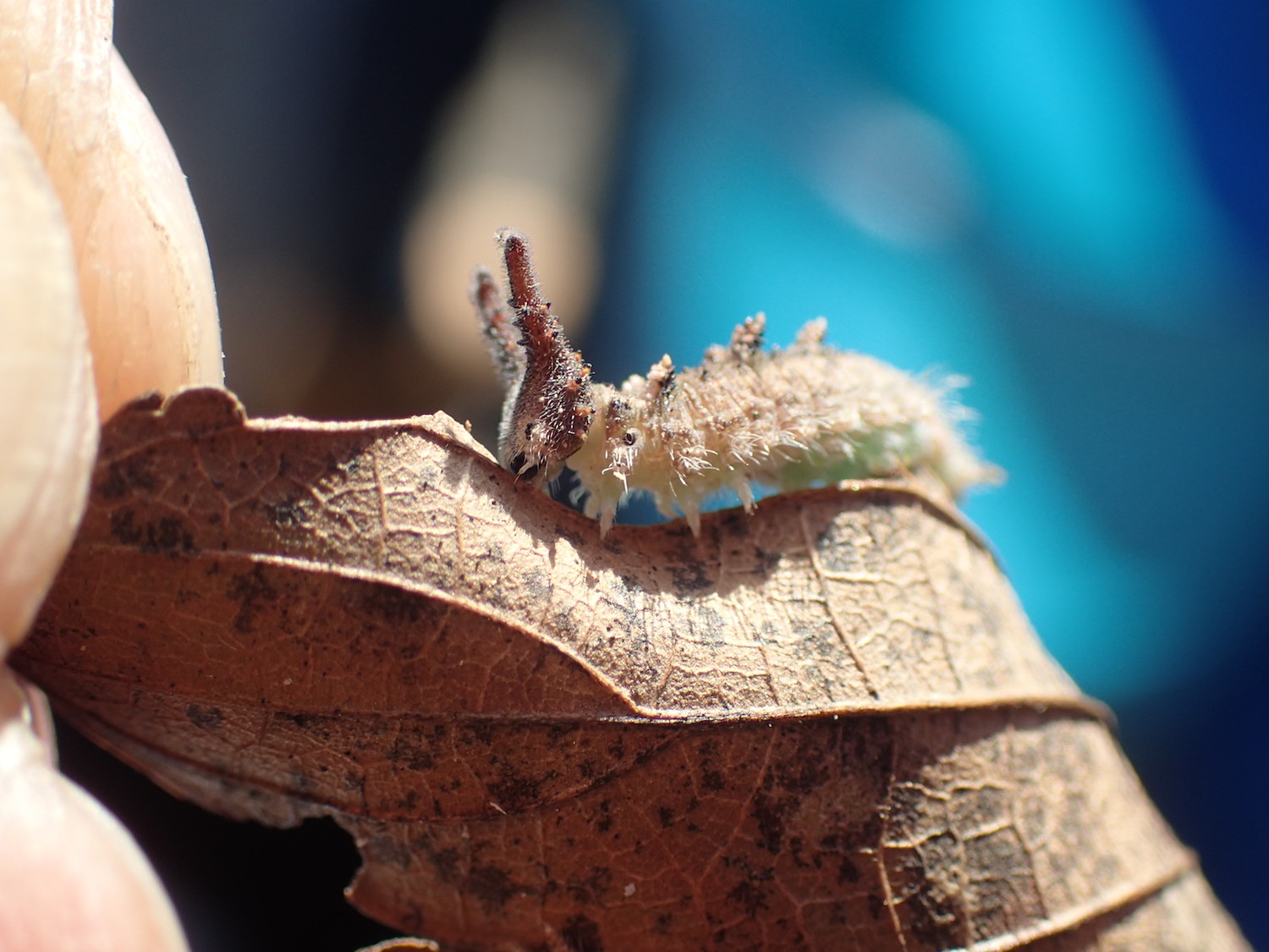 越冬中のオオムラサキの幼虫。