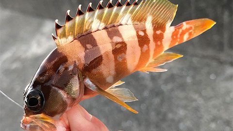 え？もしかして？ 慌ててリールを巻きあげると驚くべき魚の姿が….。本州最南端は冬釣りパラダイス！