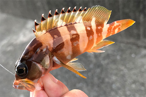 え？もしかして？ 慌ててリールを巻きあげると驚くべき魚の姿が….。本州最南端は冬釣りパラダイス！