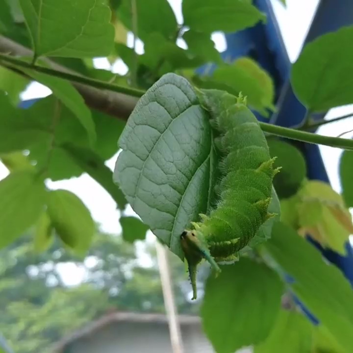 オオムラサキの終令幼虫（6月ごろ）。