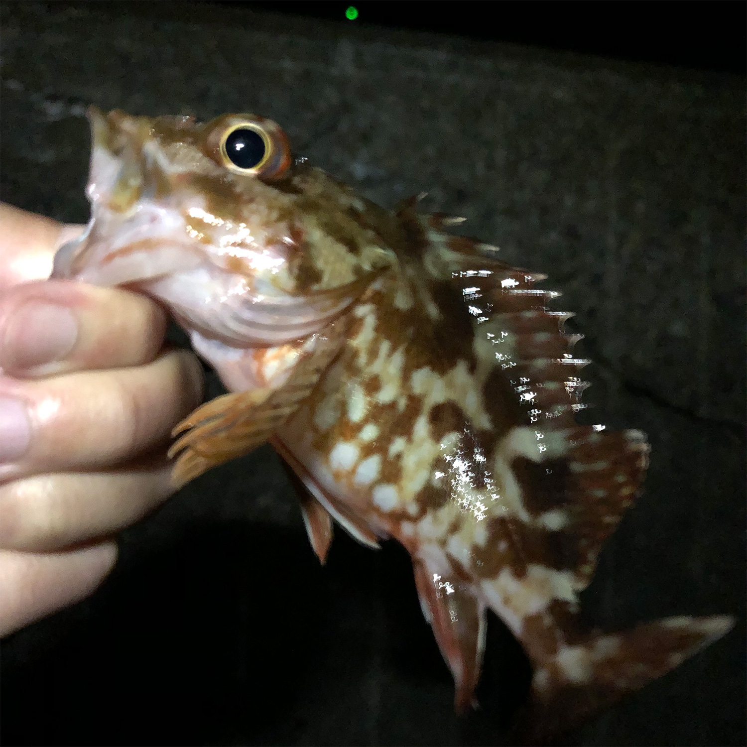 釣りあげたガシラ（カサゴ）。