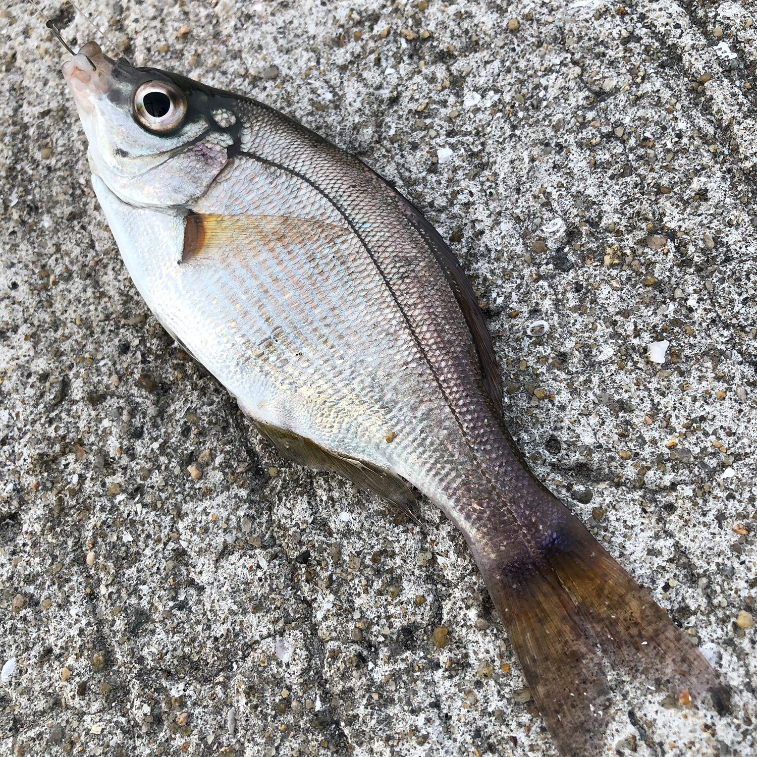 家族で冬の釣りを楽しもう 初心者もできる ウキを使った まったり釣り のススメ 海 川 カヌー 釣り Be Pal キャンプ アウトドア 自然派生活の情報源ビーパル