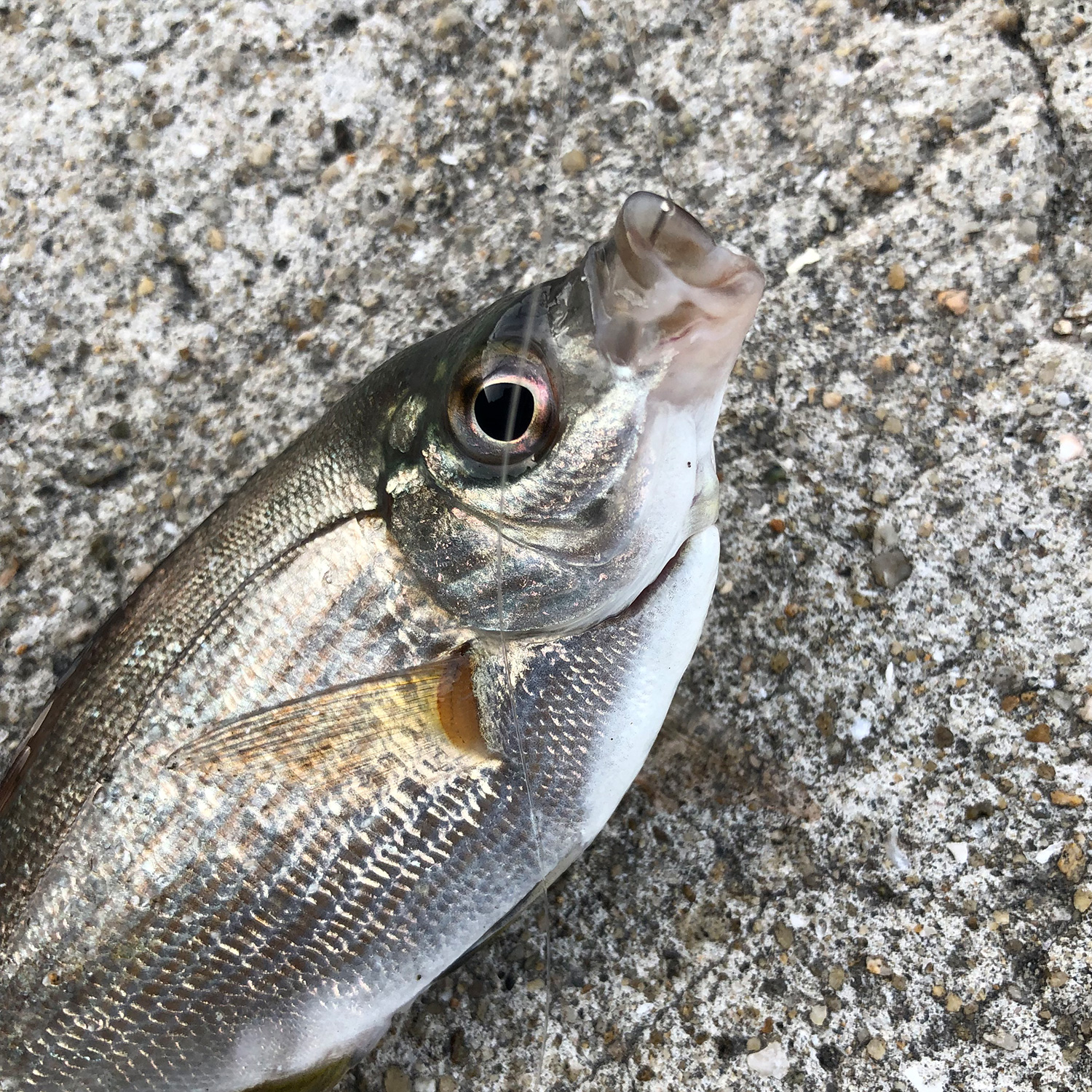 釣りあげた魚。