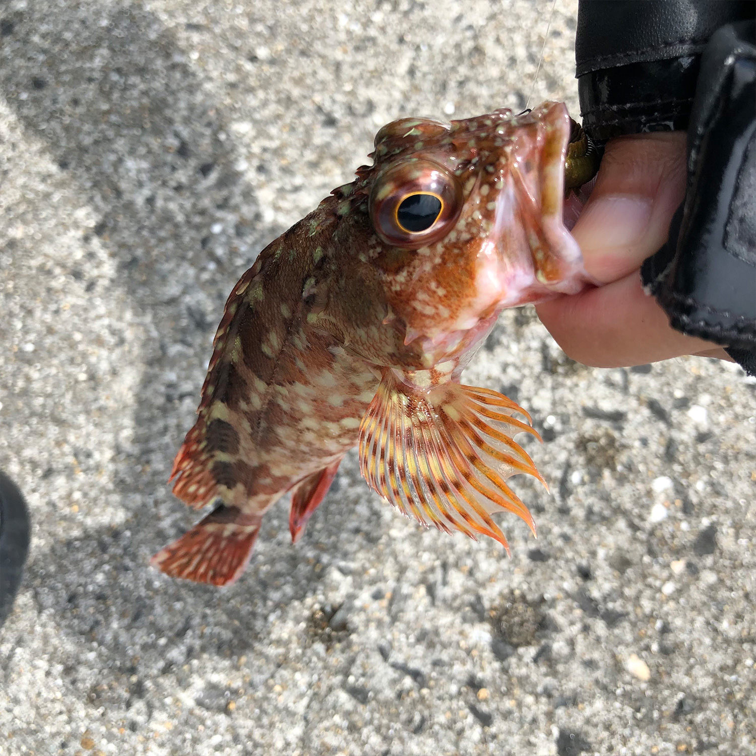 釣りあげた魚。