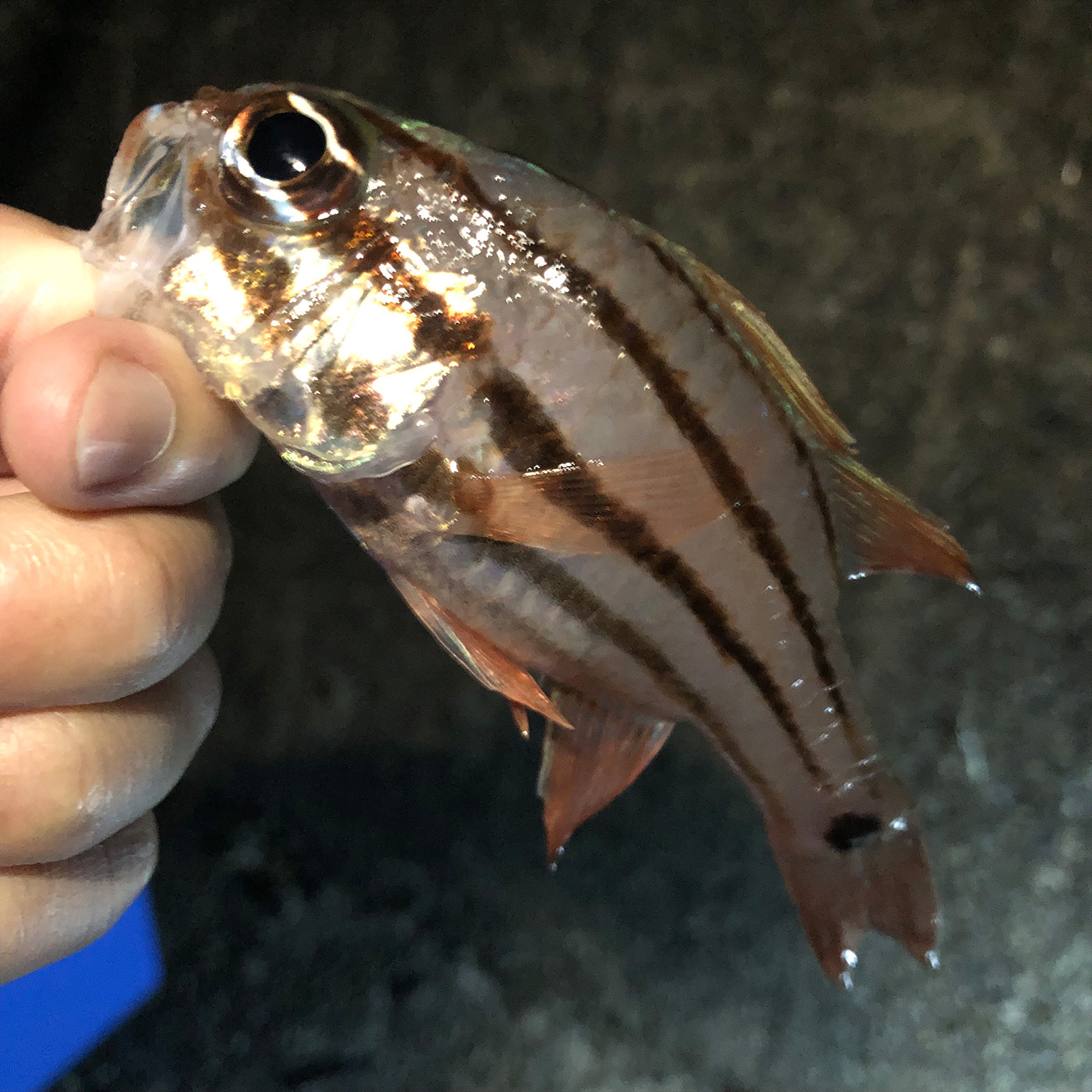 釣りあげた魚。