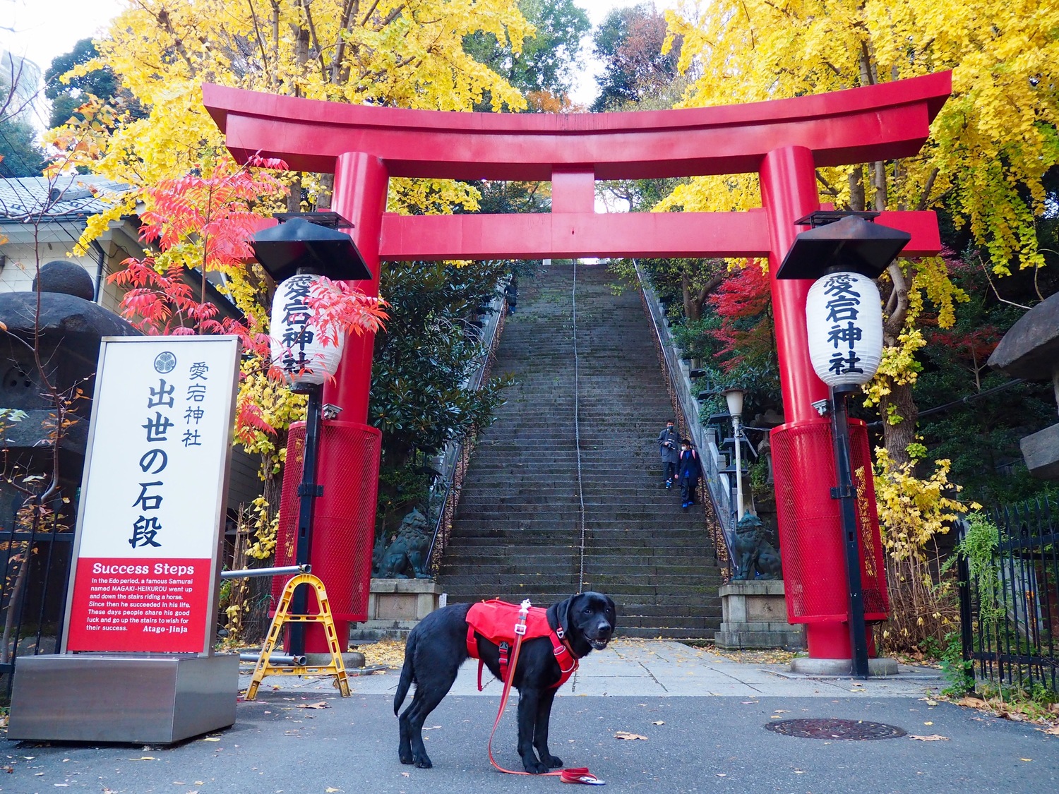 赤い鳥居と黒いラブラドルレトリバー