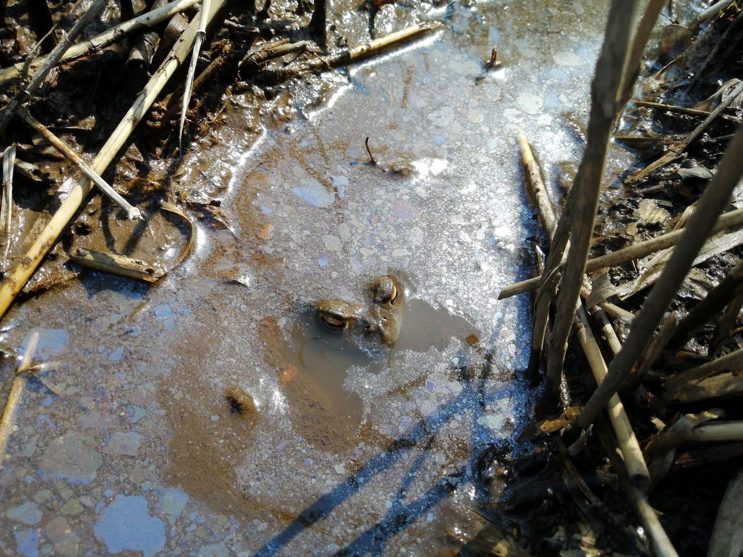 水面から目と鼻を出すヒキガエル。