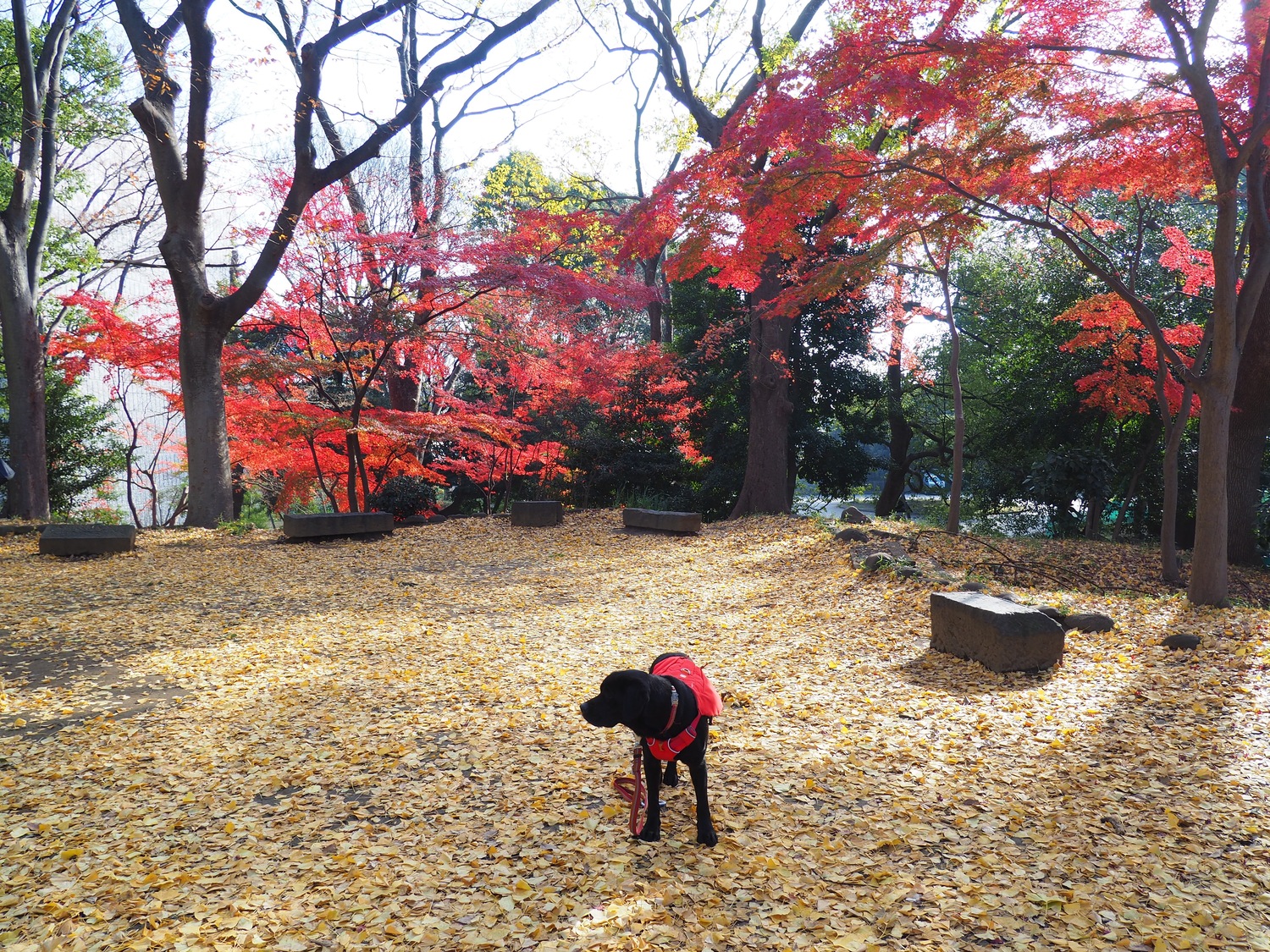 紅葉と黒いラブラドルレトリバー