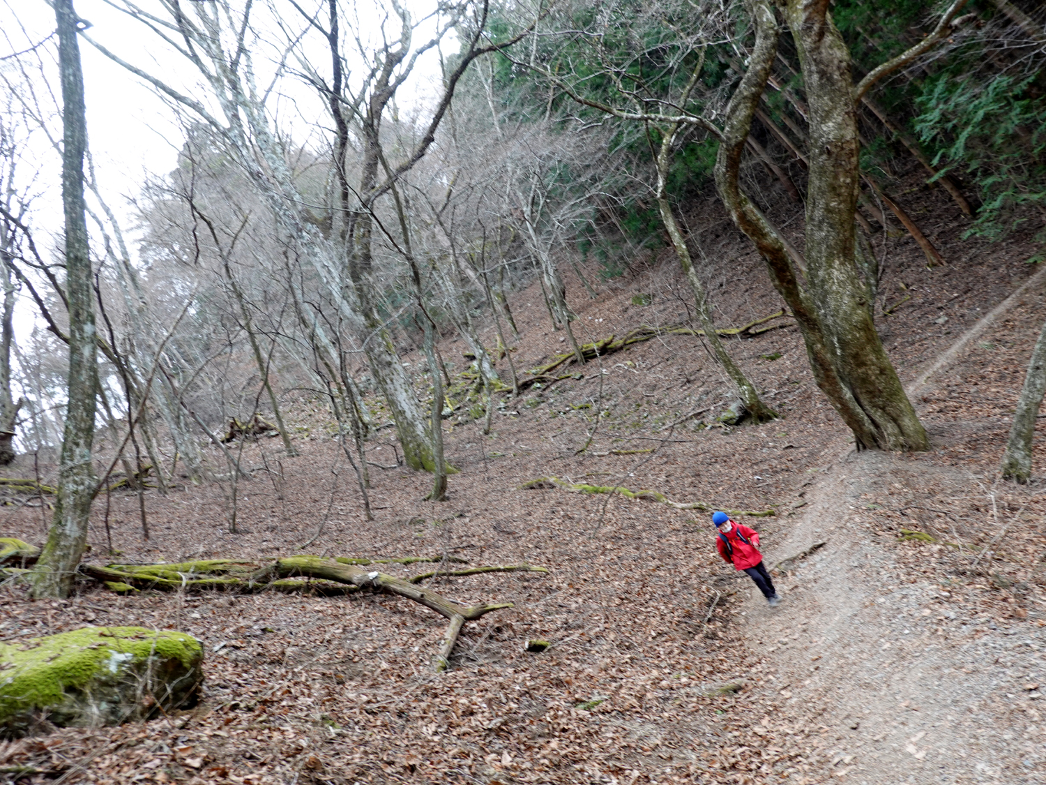 枯れた森の山道を歩く子供