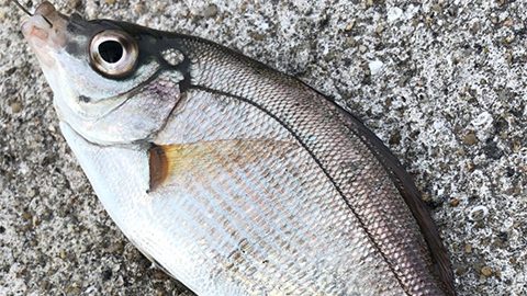 家族で冬の釣りを楽しもう！初心者もできる、ウキを使った「まったり釣り」のススメ