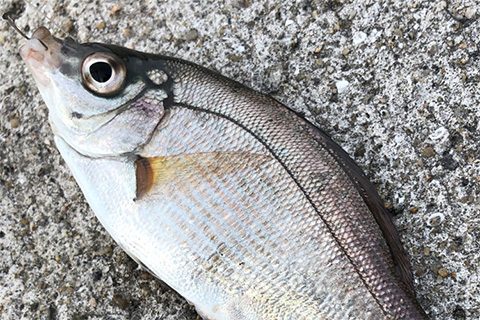 家族で冬の釣りを楽しもう！初心者もできる、ウキを使った「まったり釣り」のススメ