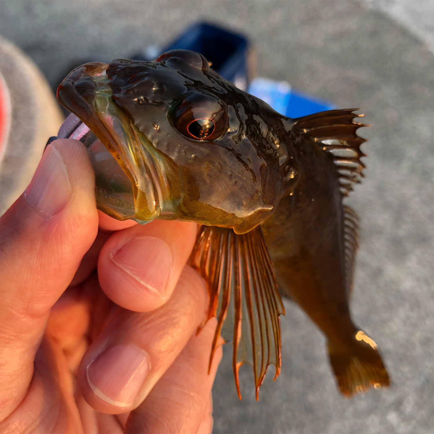 釣りあげた魚