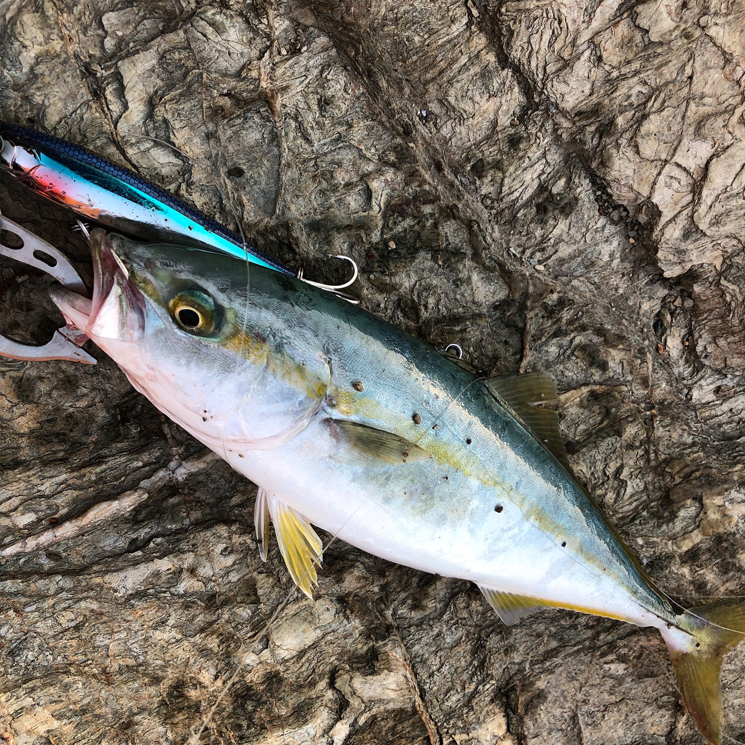 ルアーで釣り上げた魚。