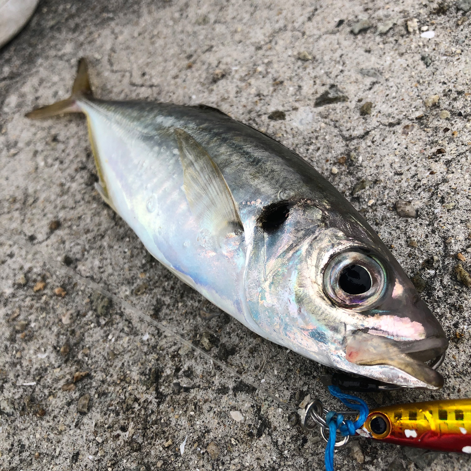 釣りあげた魚。