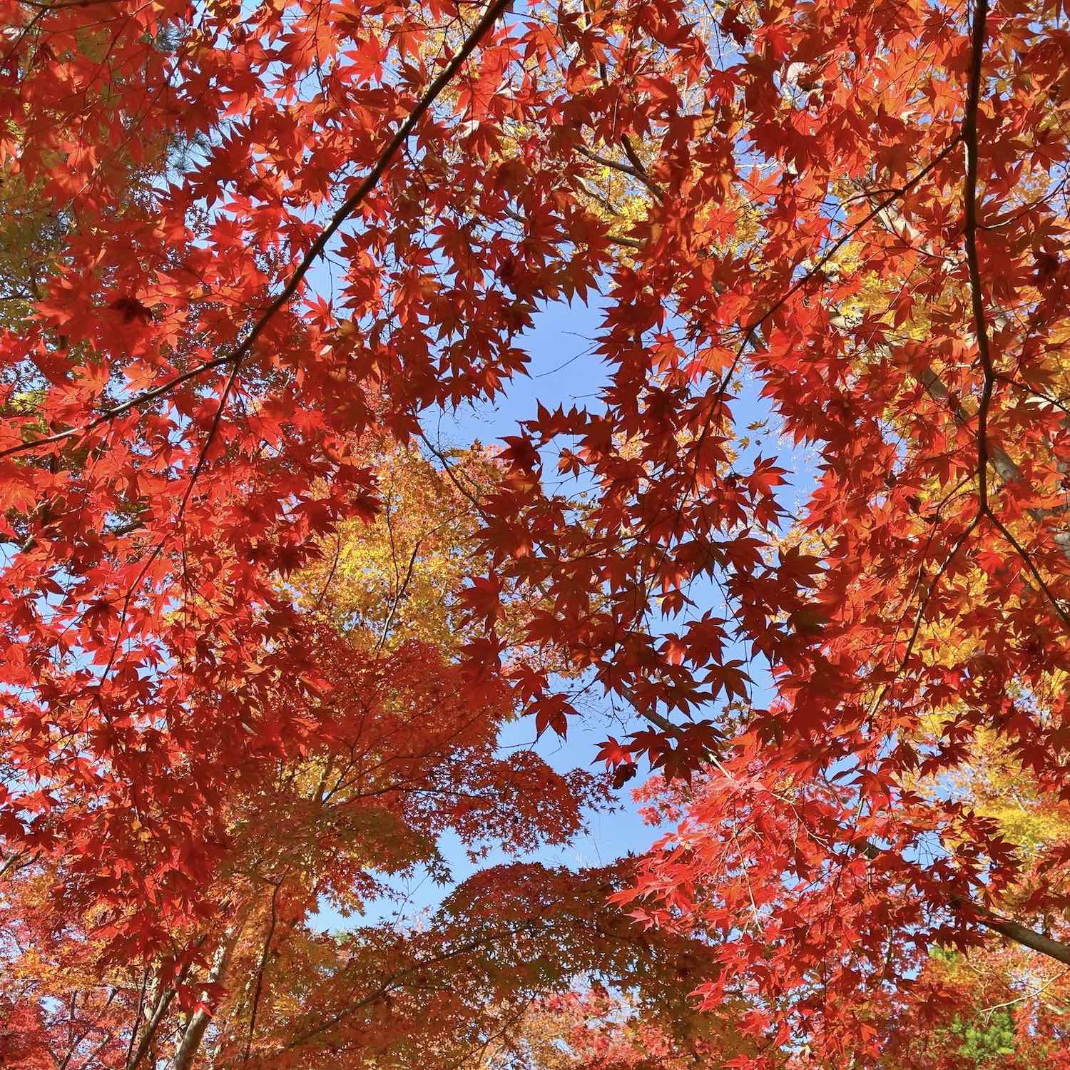 紅葉の風景